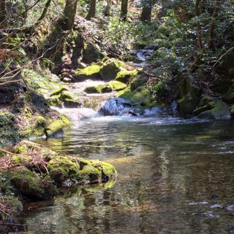 清らかな水の流れと苔むした岩が見ていて癒されます✨
ずっと此処に居たい😆
