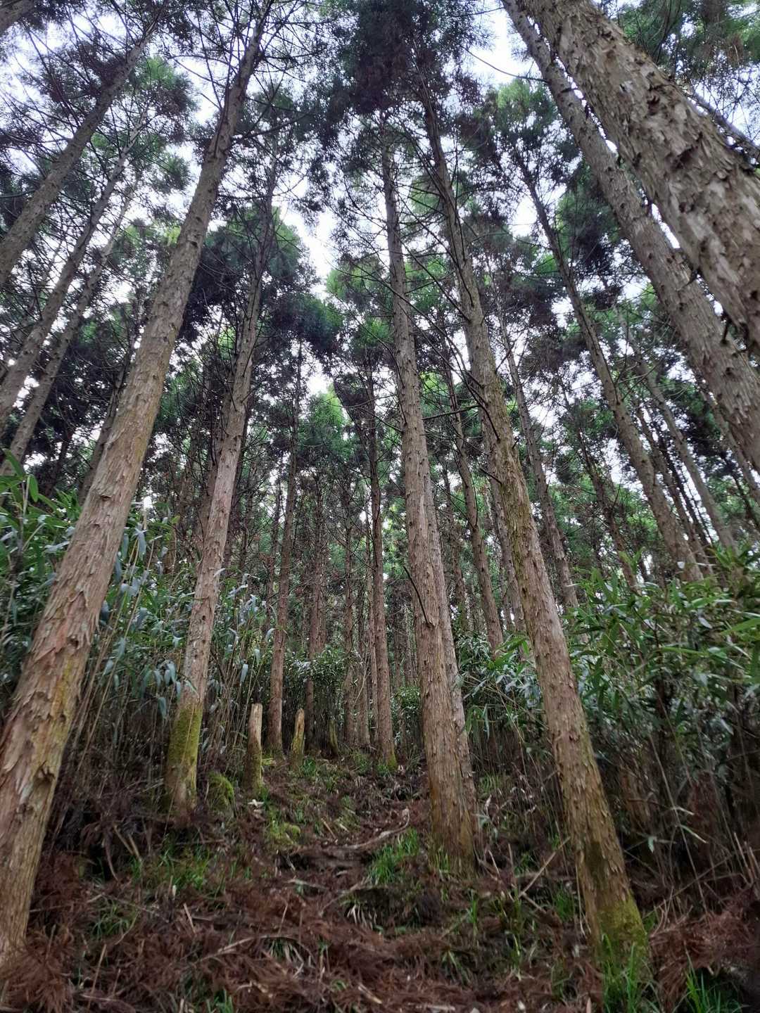 樹林帯の急登っす👕💦

ひぃ～こらひぃ～こら、ばひんばひん
疲労困憊ちゅ～