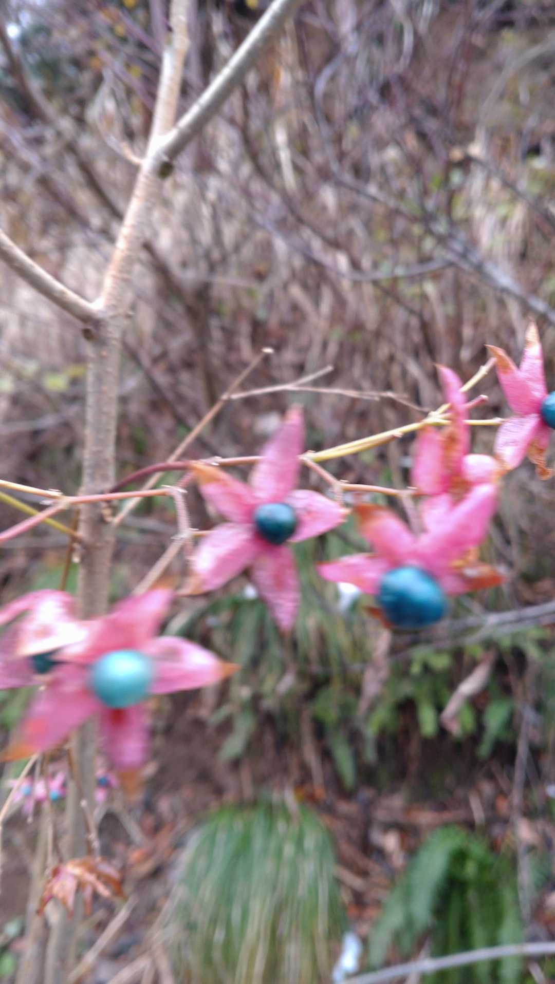 綺麗〜
このあと変身