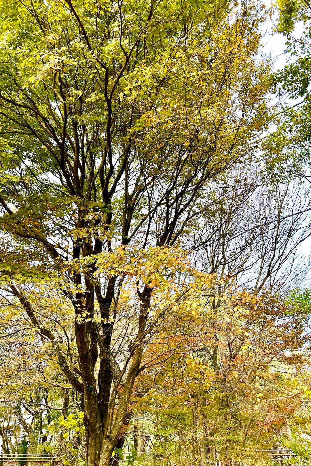 う〜ん💦若干紅葉🍁山吹色には程遠い💦
見頃は12月かな❓季節の混乱が樹木🌲の体内時計をも掻乱する💦