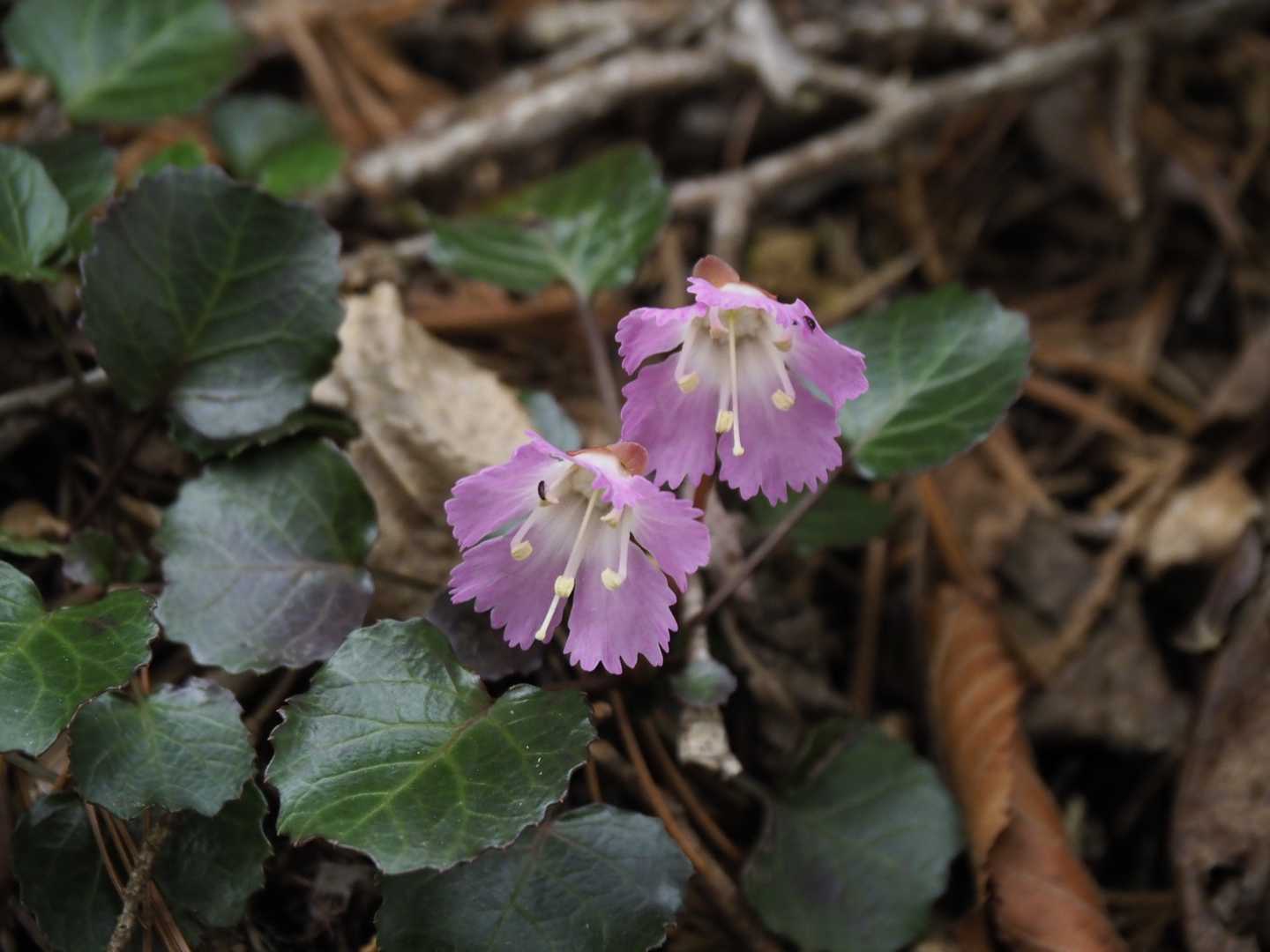 濃いピンク色のイワウチワ🤩🌸😍