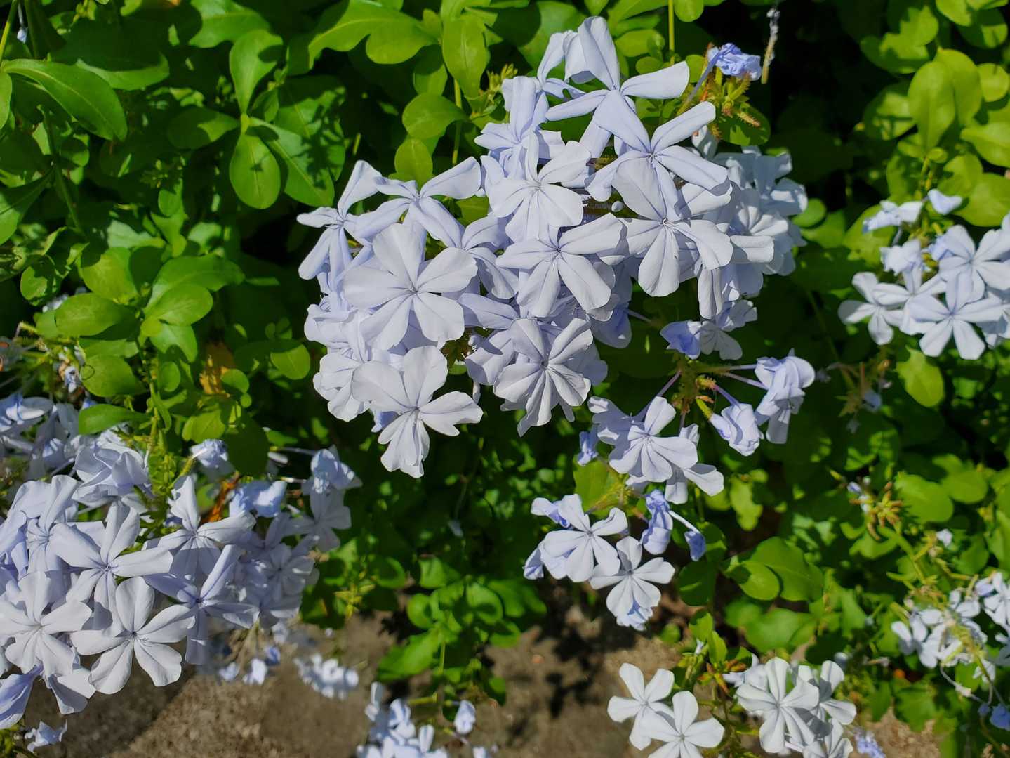 芦屋川のエントランス