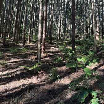 峰ノ山、取り付きがない