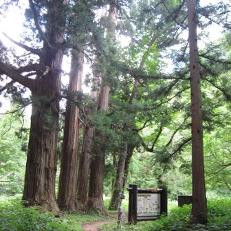 登山口のご神木