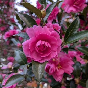 綺麗に咲いてます。展望台のサザンカ。沢山咲いて花びらも沢山落ちてます