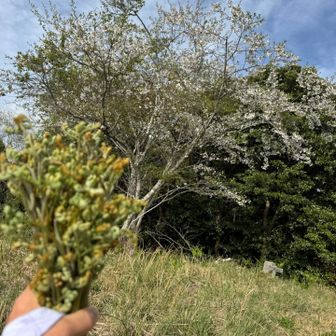 たくさんのわらび取りました。まだまだたくさんあったよ🤭これが限度もう持てない。