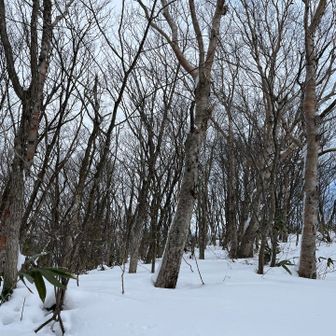 予報通り岩手山方面は雲がかかってきました😥