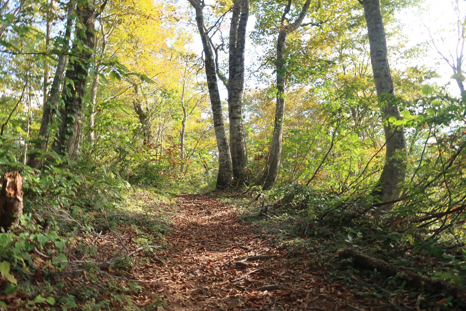 石徹白登山口-銚子ヶ峰 往復コースの写真