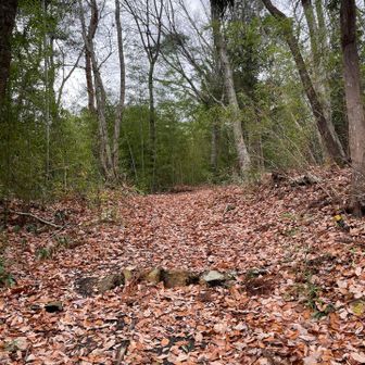 ちょっと落ち葉🍂ズブズブ