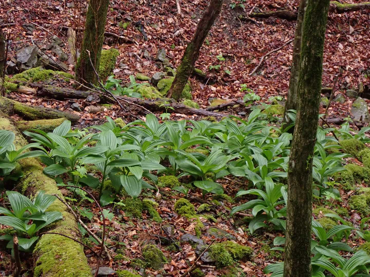 バイケイソウ沢山