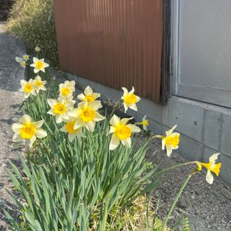 登山口脇には🌼