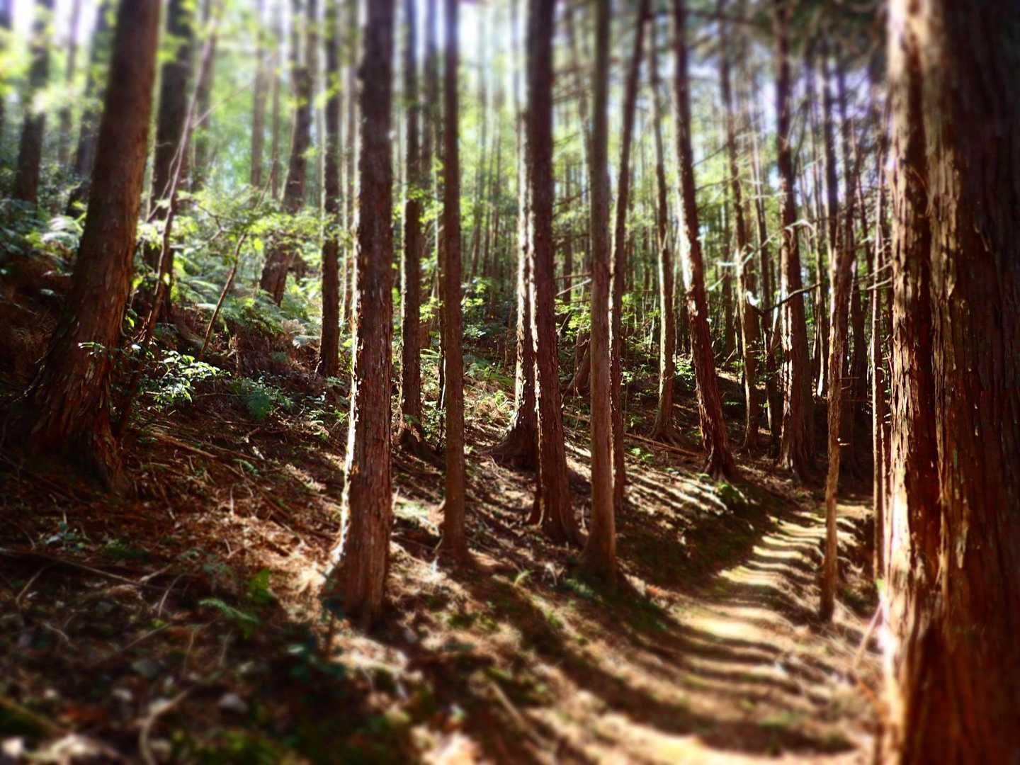 陽の差す道を🚶