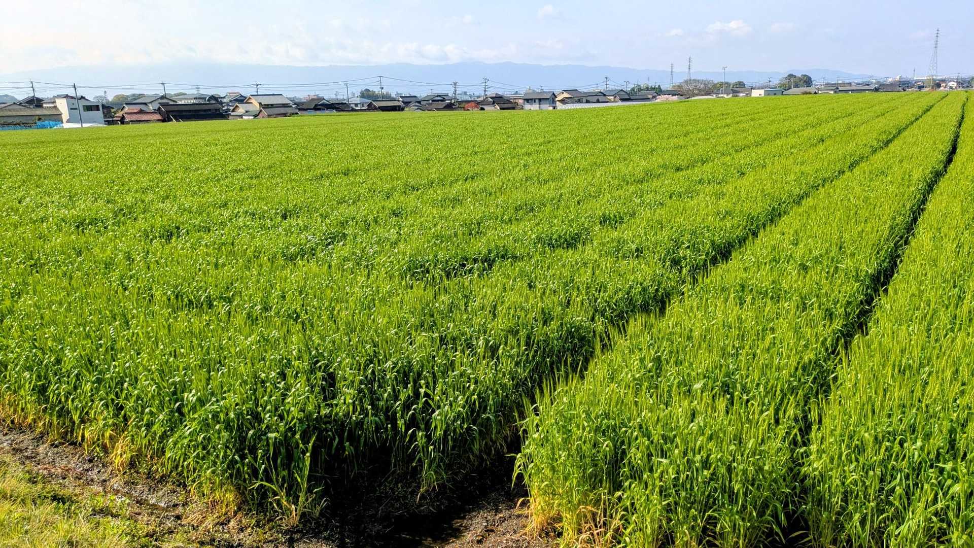 うあ〜緑一面に広がる麦畑凄く綺麗〜
こんなに広いの始めて見ました〜二毛作ですね〜気候も土壌も良いんでしょうね〜✊️