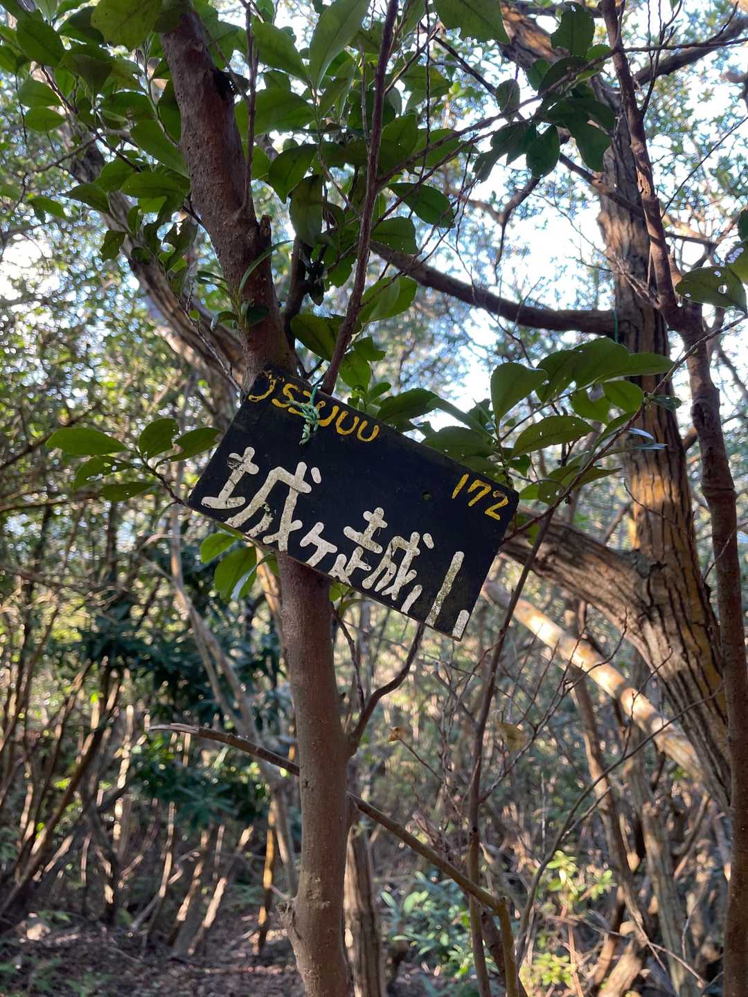 城ヶ越山の写真