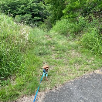 城山取り付き。
ここからは、Yamap上も登山道