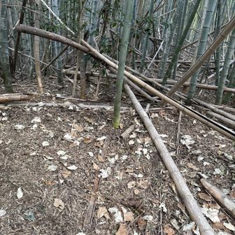 多分、参道はこちらだと思うがとても行けそうにない。