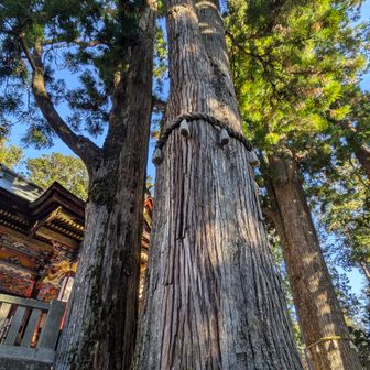 ここにしか無い出会い…
何しろ木がスゴイ🌳🤩