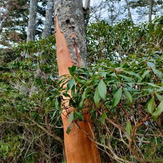 鹿の食害かな？