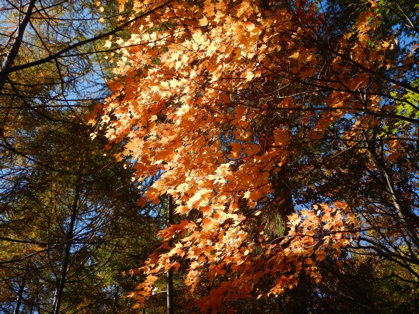 コンデジで撮ると🍁同じ写真でここまで変わる🤔