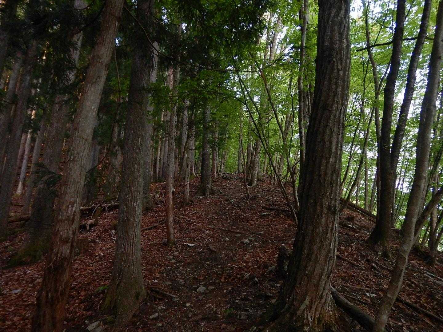 杉林の急登の尾根をひたすら登ります😱。