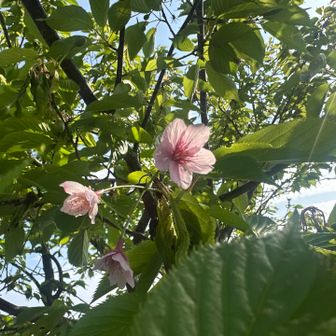 さくらんぼの木かな