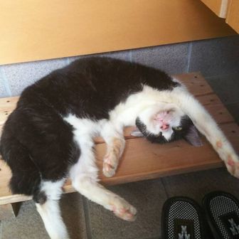 肉球モフモフたんけんたい‼️