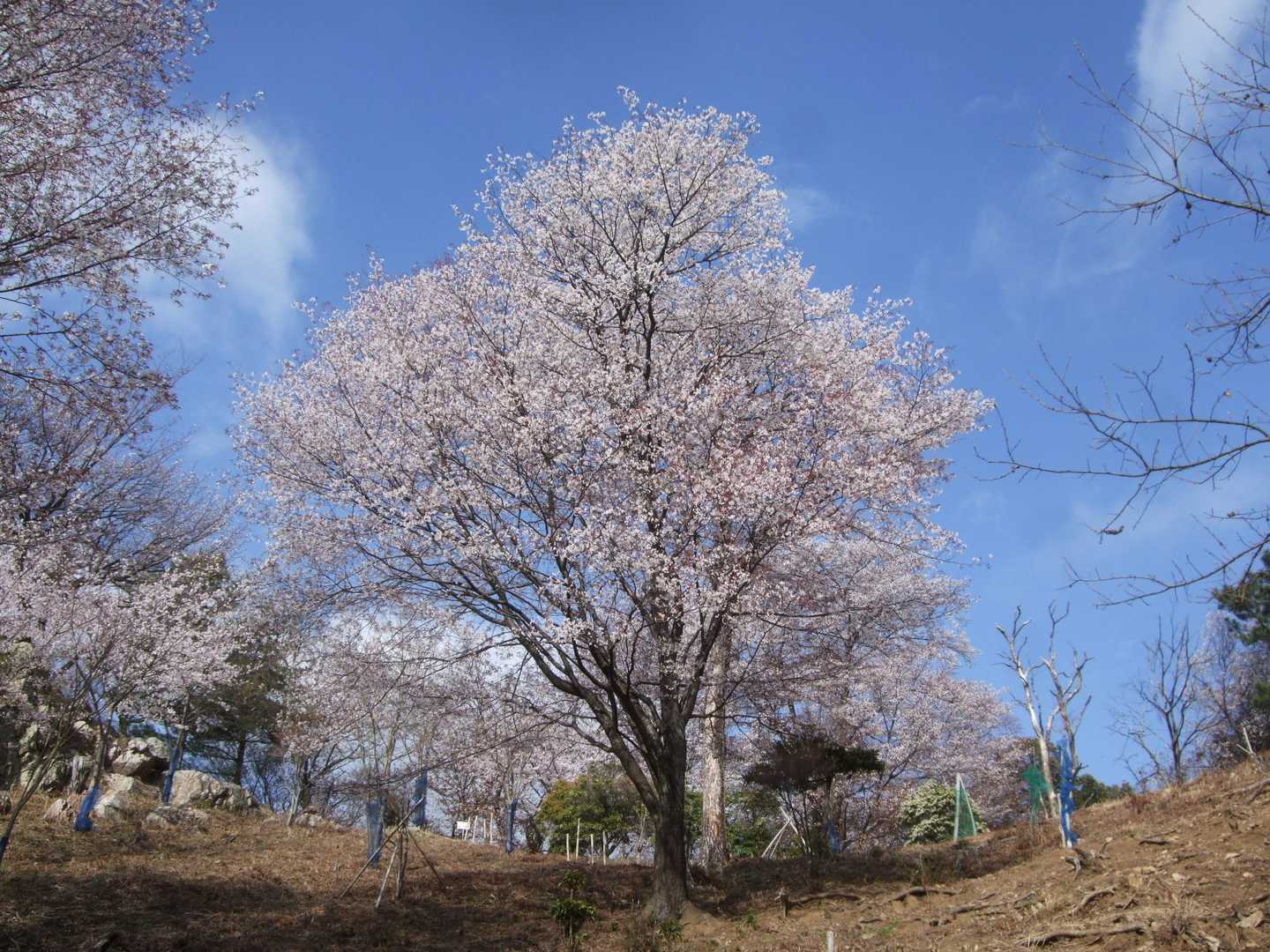 開けたところに出ると…
やったー！晴れててきれい！