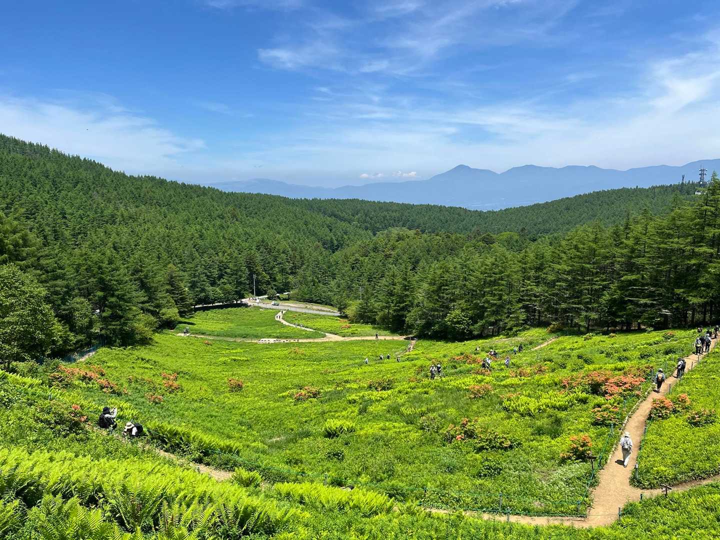 更に上から花畑を眺め✨
八ヶ岳連峰も一望🌟