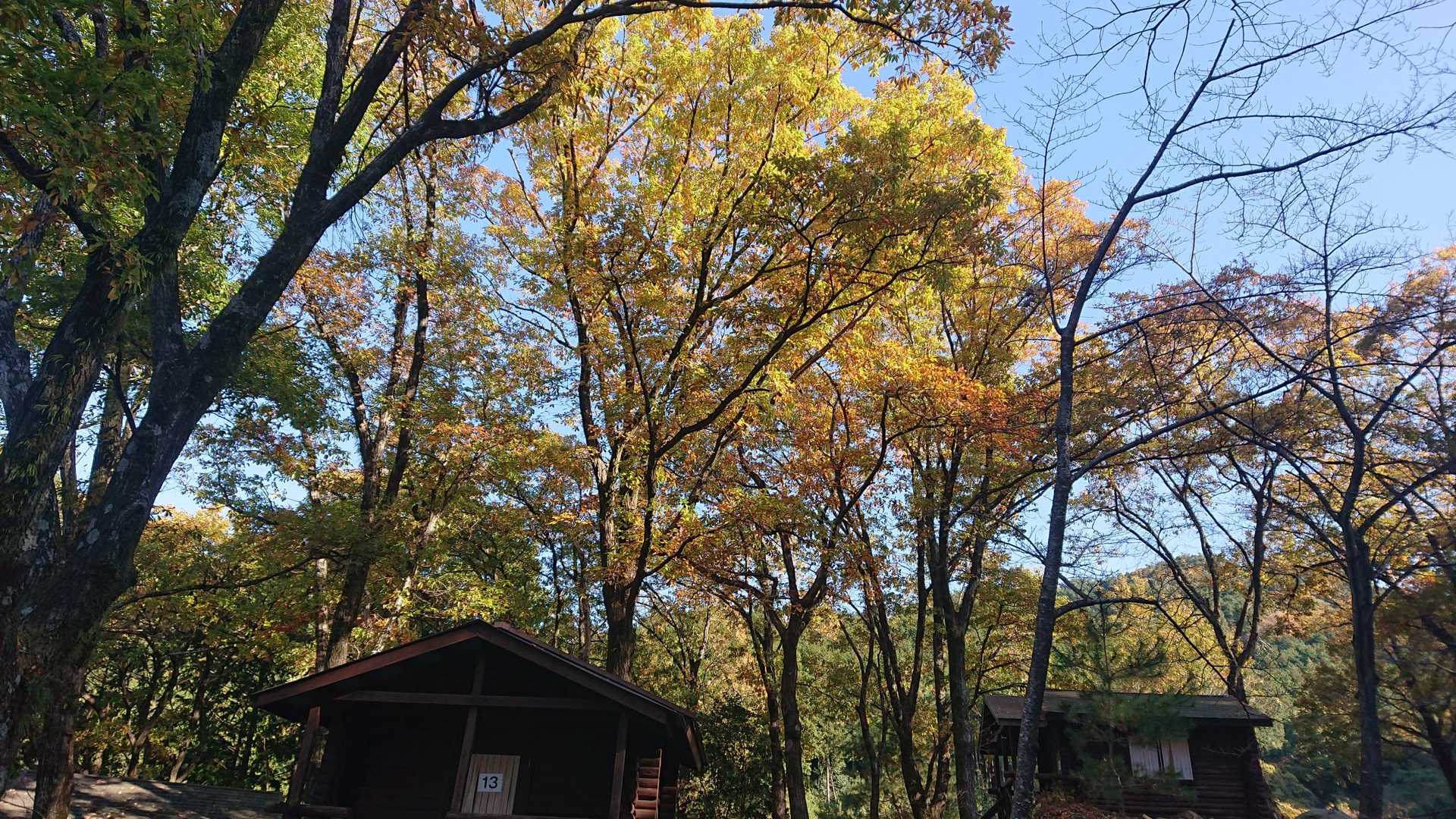 紅葉がキレイ🍁