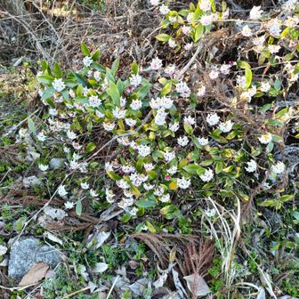 沈丁花は未だ咲き始め