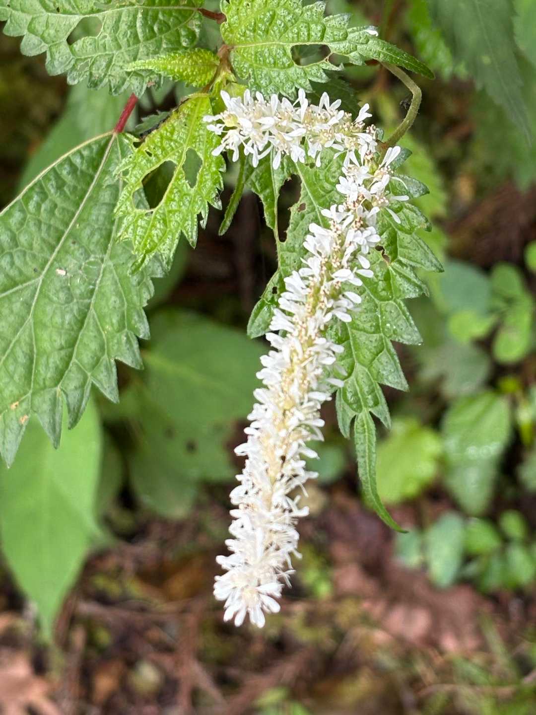白糸草