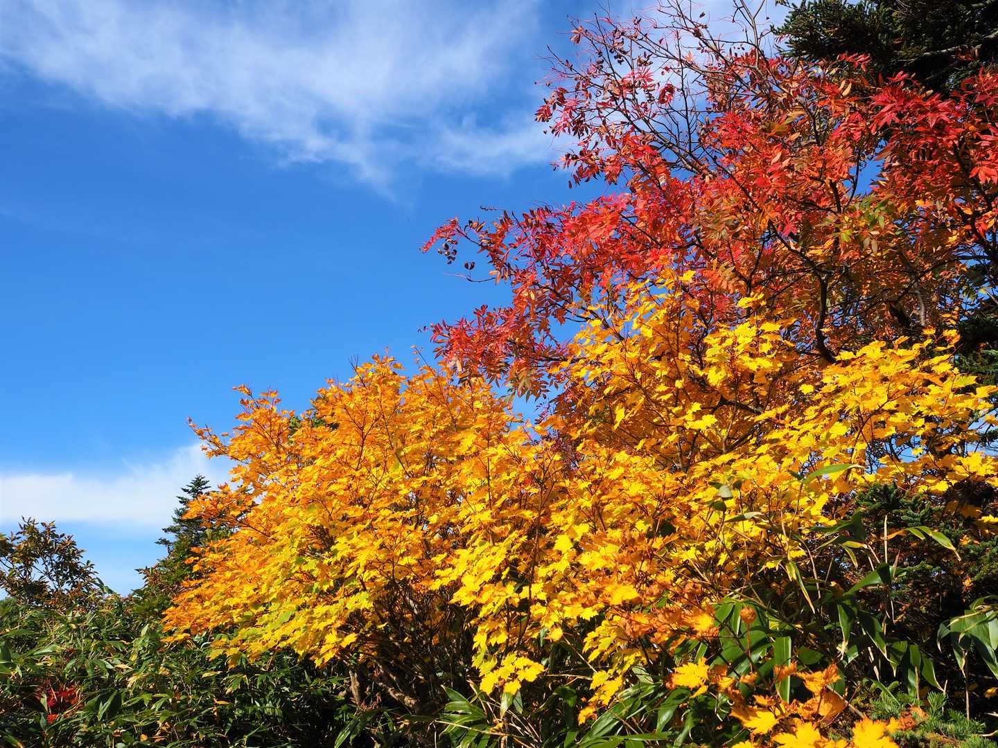 紅葉、綺麗でしたよ❗