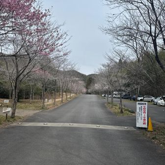 桜はもうすぐです🌸