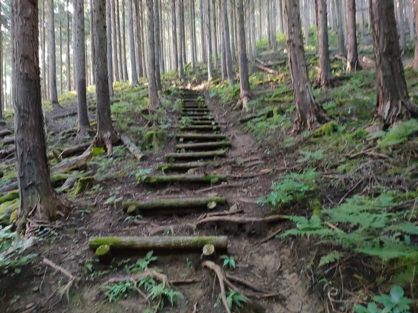 櫛形山 往復コースの写真