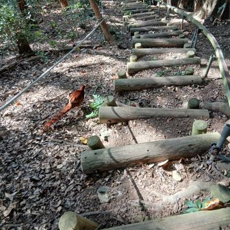 下山しようと階段を下りていると…
カサカサと音がしてまた何処からともなく現れて先を歩いて道案内をしてくれるそうです😆🐓💨💨💨