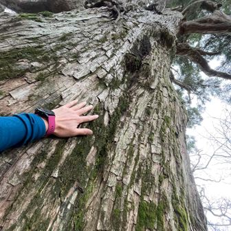 しばし手を当て、精一杯抱きつかせてもらい、
耳👂をあて500年の鼓動🌲を聴きます😌　いつも元気でます、ありがとう🌲
パワーすごい❗️
木がします😁