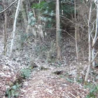 すぐに鬱蒼とした登山道になります。