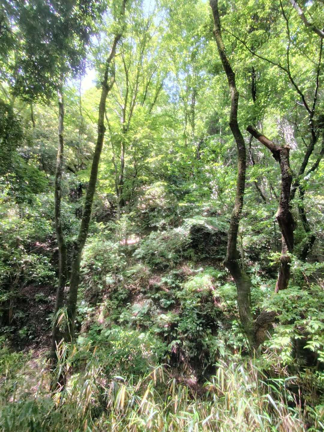 芦屋川駅-甲南山手駅 縦走コースの写真