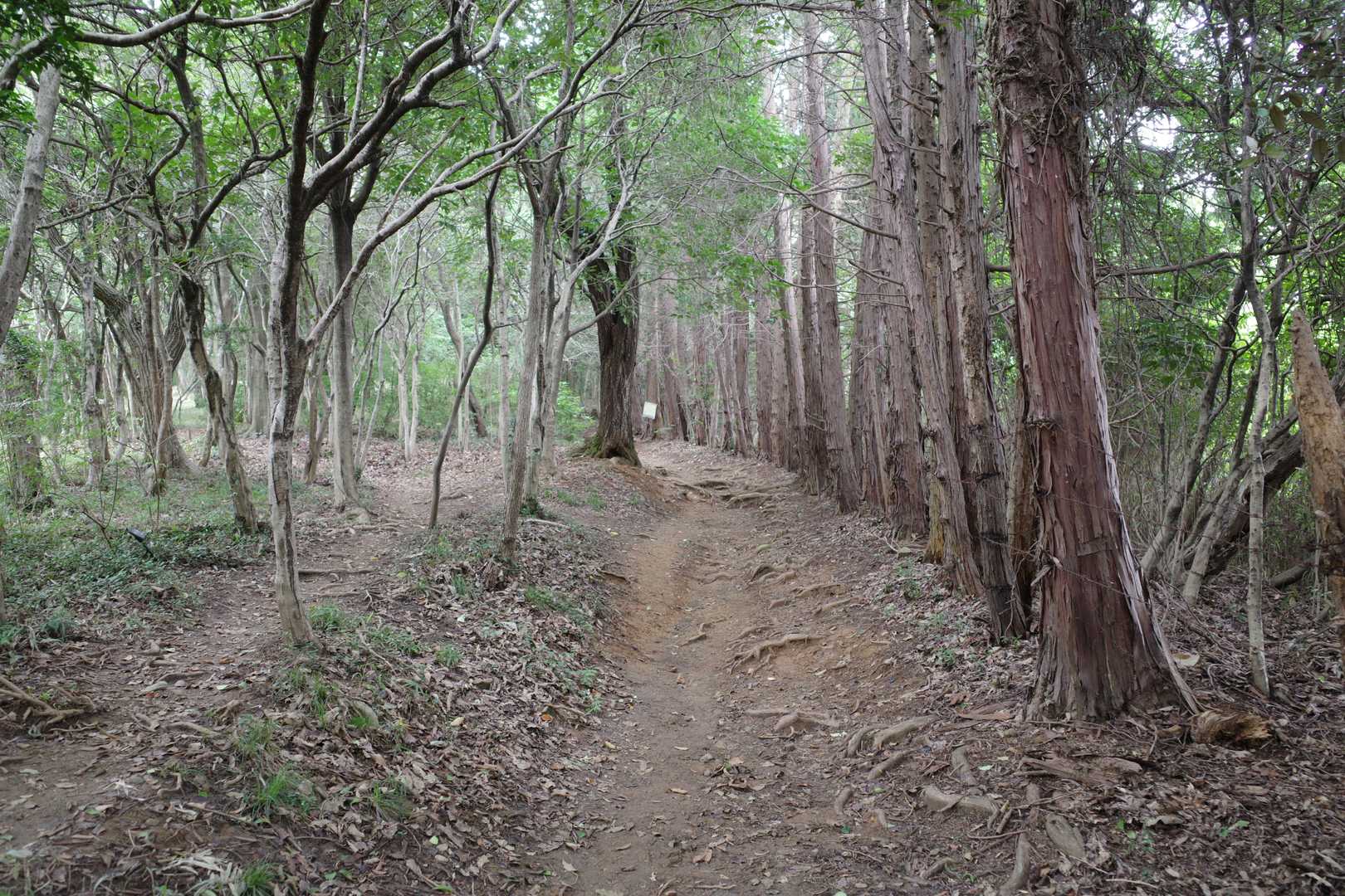 福山 往復コースの写真
