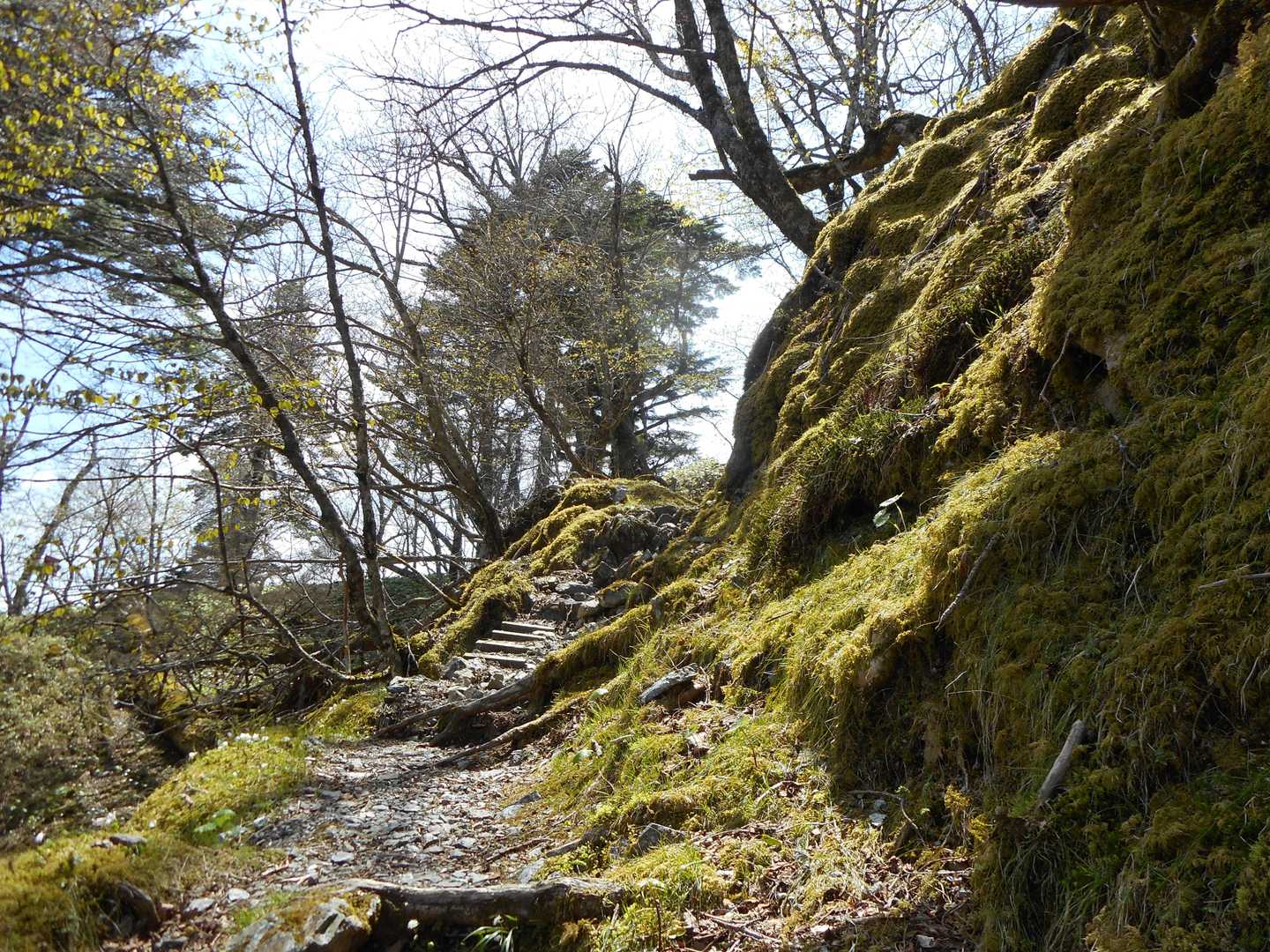 いい雰囲気ですねぇ✨
こんな苔むした世界の中を歩く気持ちよさ、たまりません😌