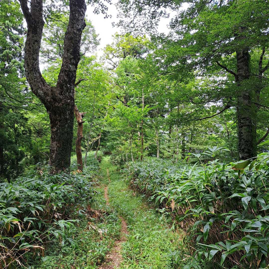 ピストンで帰ります

ここは、大好きなタイプの登山道だから、ずーっと歩いていたいなぁ😄🎵🎶