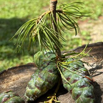 小屋前のテーブルで一息。
お茶目な置物楽しい