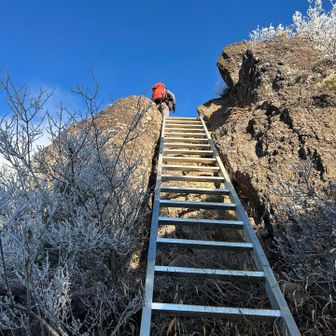 ハシゴも登ります