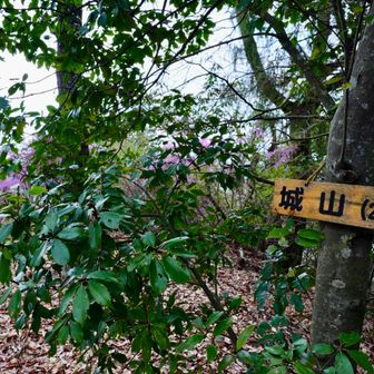 山頂からの眺望は樹木の隙間から少しだけ😅