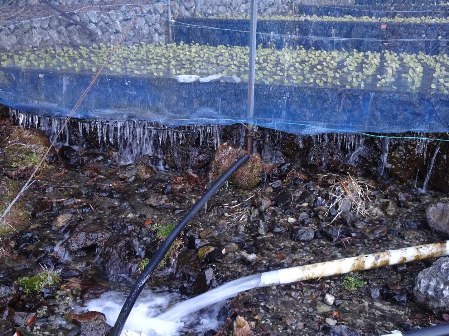 ワサビ田に氷柱がビッシリ