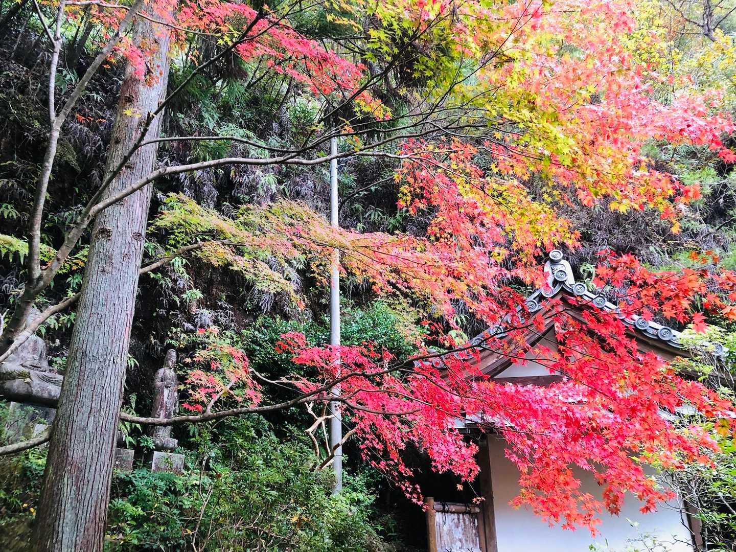 三滝寺本土裏の🍁