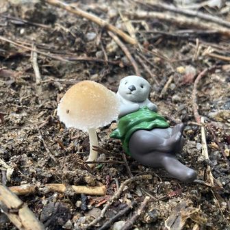 山に憧れるらっこ