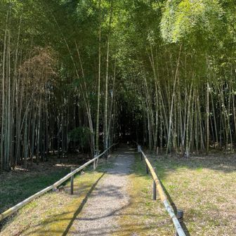 竹藪の中へ　この先が池尻山と観音山への登山口