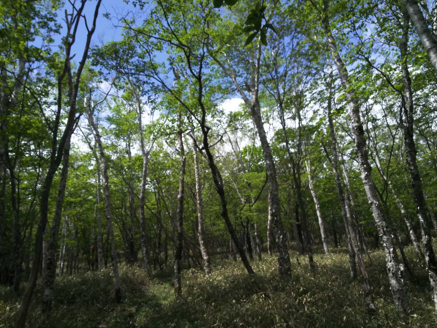花見ヶ原森林公園キャンプ場発着｜黒檜山往復コースの写真