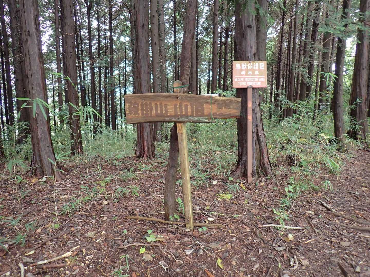 いつもの鞍掛山。